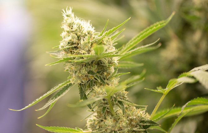Cannabispflanzen könnten künftig nach vorgeschriebenen Standards angebaut werden.<span class='image-autor'>Foto: Sebastian Kahnert/dpa-Zentralbild/dpa</span>