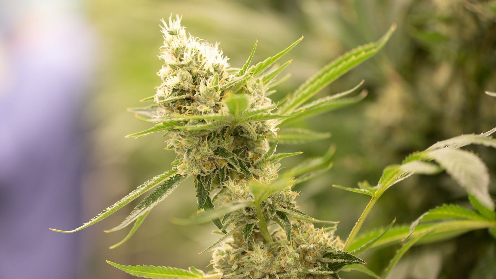 Cannabispflanzen könnten künftig nach vorgeschriebenen Standards angebaut werden.Foto: Sebastian Kahnert/dpa-Zentralbild/dpa
