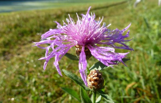Die Wiesen-Flockenblume. Foto: Rücker