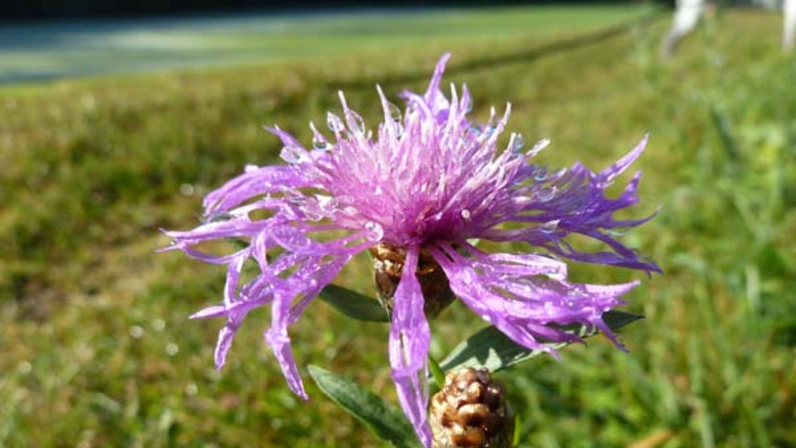 Die Wiesen-Flockenblume. Foto: Rücker