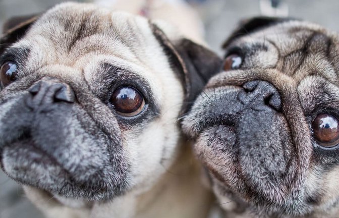 Ein Mops verirrte sich auf die Autobahn. Die Begegnung mit einem Auto überstand er unbeschadet. (Symbolbild)<span class='image-autor'>Frank Rumpenhorst/dpa/dpa-tmn</span>