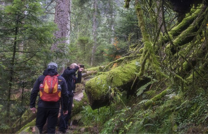 Der Lückenschluss im Nationalpark kommt, aber er fällt deutlich kleiner aus als erwartet.<span class='image-autor'>Foto: Nationalpark Schwarzwald</span>