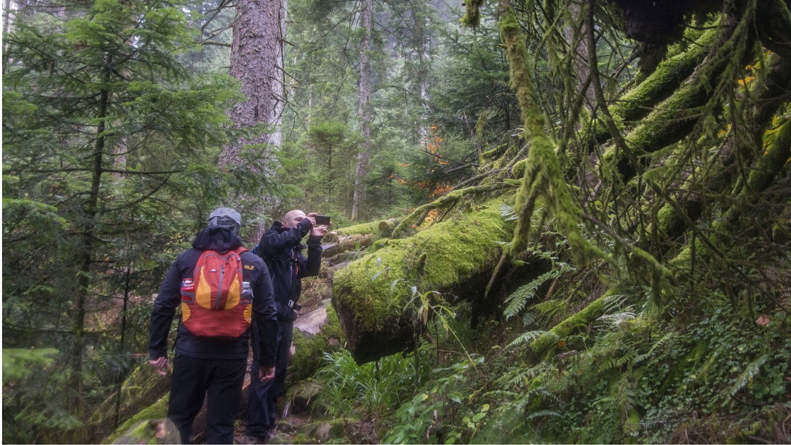 Der Lückenschluss im Nationalpark kommt, aber er fällt deutlich kleiner aus als erwartet.Foto: Nationalpark Schwarzwald Der Lückenschluss im Nationalpark kommt, aber er fällt deutlich kleiner aus als erwartet.Foto: Nationalpark Schwarzwald