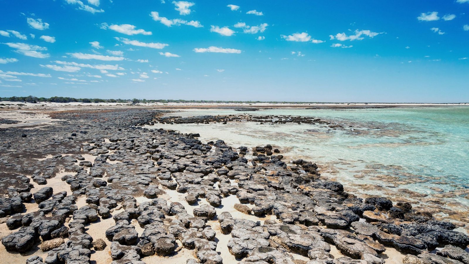 Stromatolithen in Australien.Foto: Imago/Blickwinkel Stromatolithen in Australien.Foto: Imago/Blickwinkel