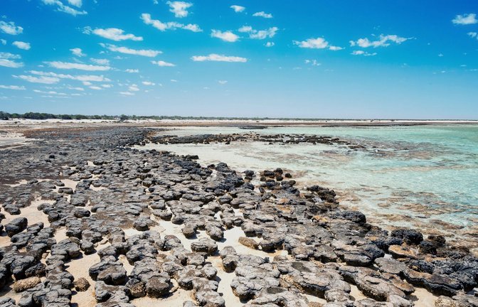 Stromatolithen in Australien.<span class='image-autor'>Foto: Imago/Blickwinkel</span>