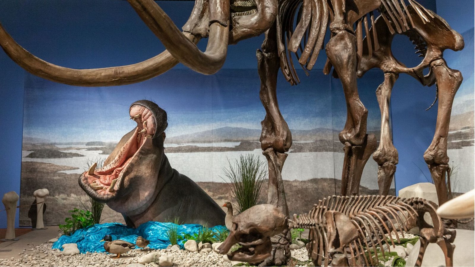 Flusspferde lebten am Oberrhein im gleichen Zeitfenster wie Mammuts. Hier trifft in den Reiss-Engelhorn-Museen die Rekonstruktion eines Flusspferdes auf ein Mammutskelett.Foto: Rebecca Kind
