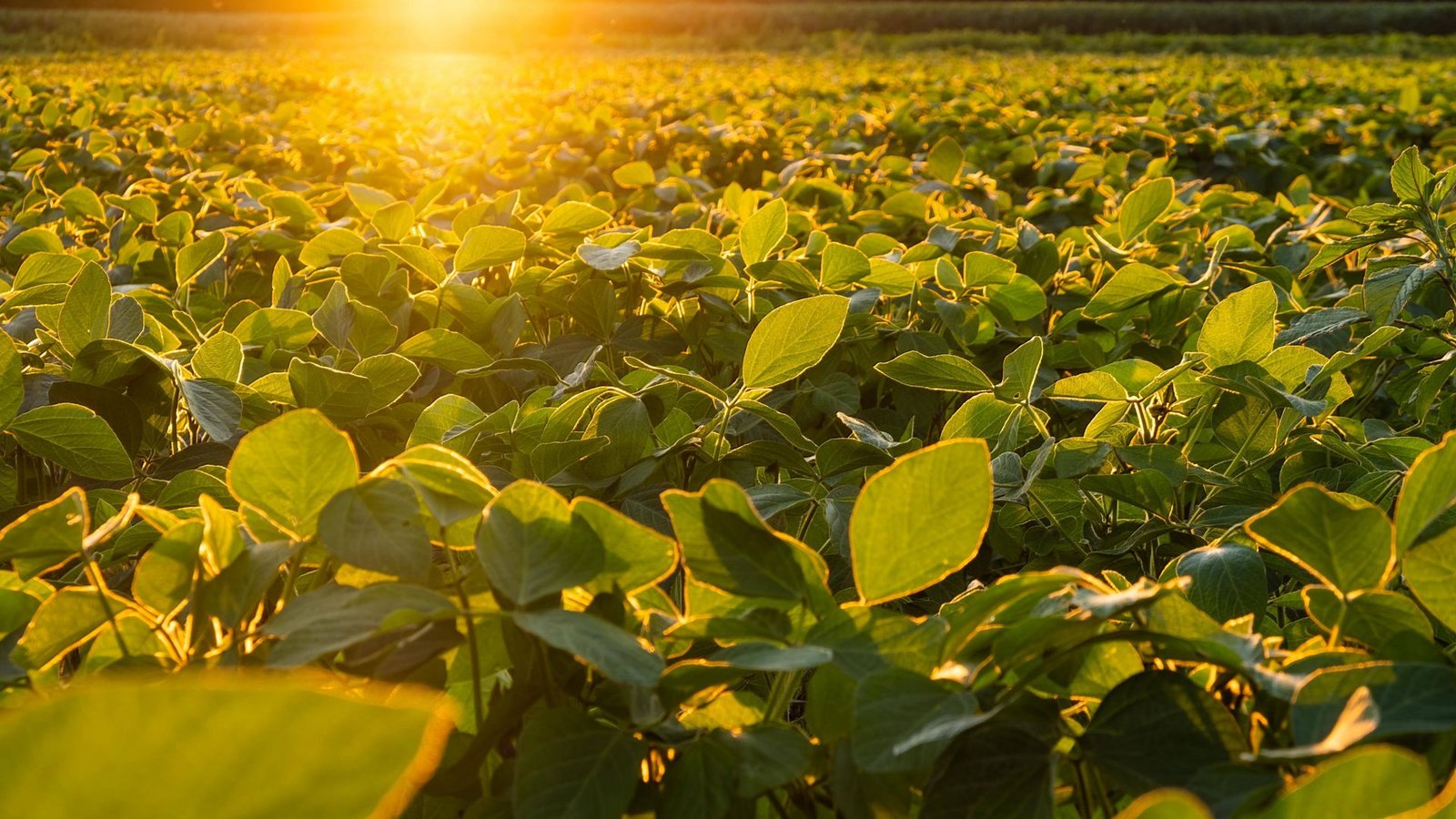 Die einzelnen Blätter der Soja-Pflanze müssen ihre Photosynthese an völlig unterschiedliche Lichtverhältnisse anpassen.Foto: imago//Przemyslaw Iciak