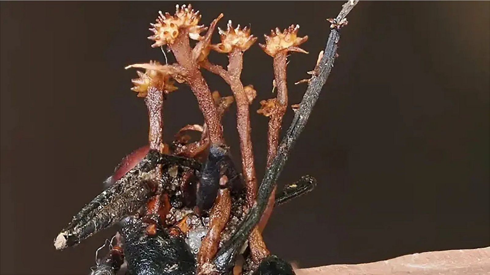 Die neuentdeckte Hyperparasitenart Pleurocordyceps cornusynnemata ist nach ihren auffälligen hornförmigen Strukturen benannt, hier zu sehen, wie sie auf einer toten Ameise wächst.Foto: Elyse Yang / Universiti Malaysia Sabah / AFP