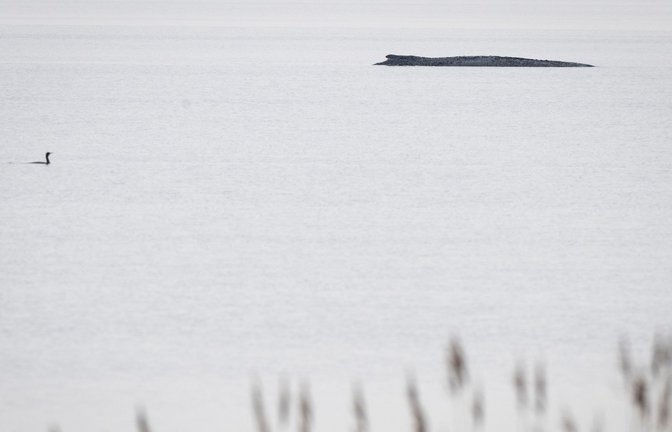 Seit dem 31. März liegt der Buckelwal in etwa 1,50 Meter Wassertiefe vor Poel.<span class='image-autor'>Foto: Philip Dulian/dpa</span>