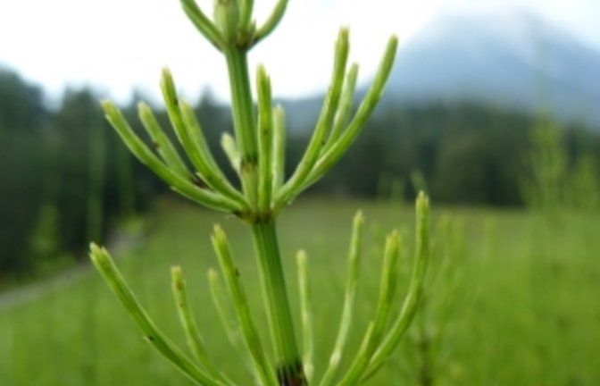 Schachtelhalme mit Berg.  Foto: Rücker