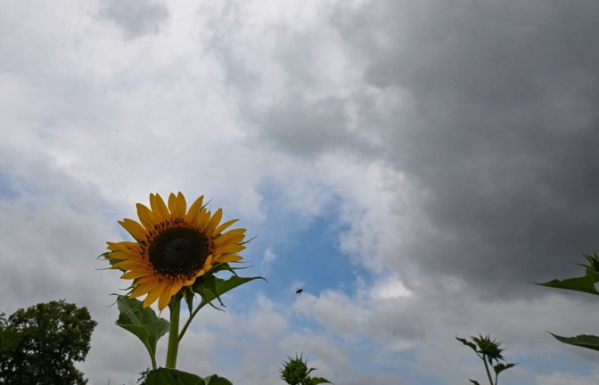 Sonnenblumen stehen auf einem Feld vor einem Wolkenhimmel. (zu dpa: «Regen im Südwesten erwartet - wird es jetzt endlich kühler?»)<span class='image-autor'>Bernd Weißbrod/dpa</span>