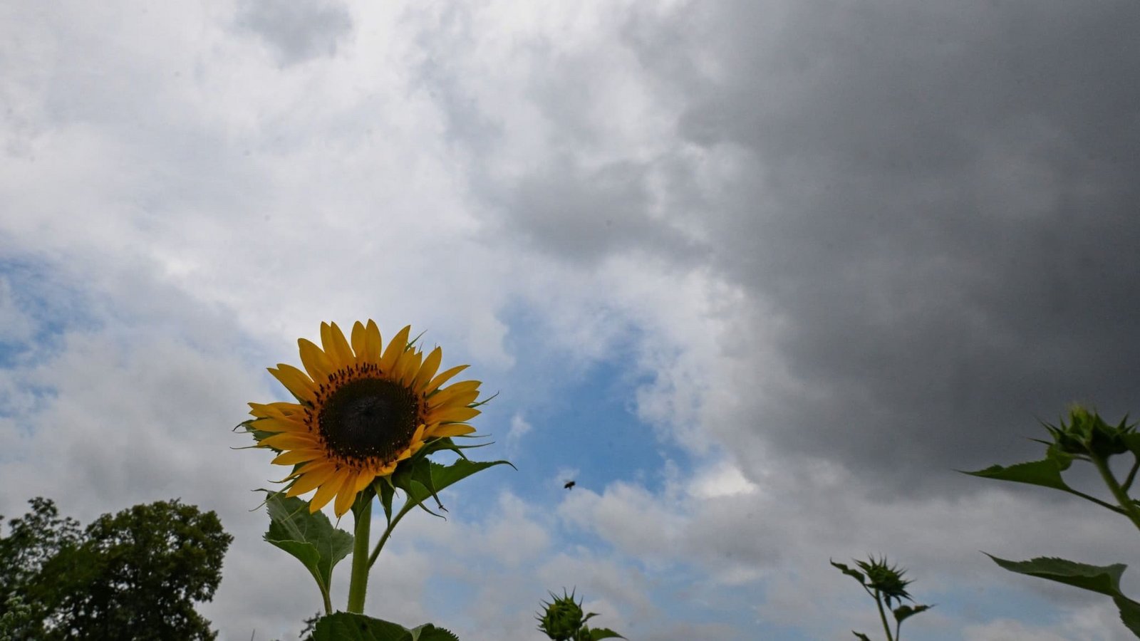 Sonnenblumen stehen auf einem Feld vor einem Wolkenhimmel. (zu dpa: «Regen im Südwesten erwartet - wird es jetzt endlich kühler?»)Bernd Weißbrod/dpa Sonnenblumen stehen auf einem Feld vor einem Wolkenhimmel. (zu dpa: «Regen im Südwesten erwartet - wird es jetzt endlich kühler?»)Bernd Weißbrod/dpa