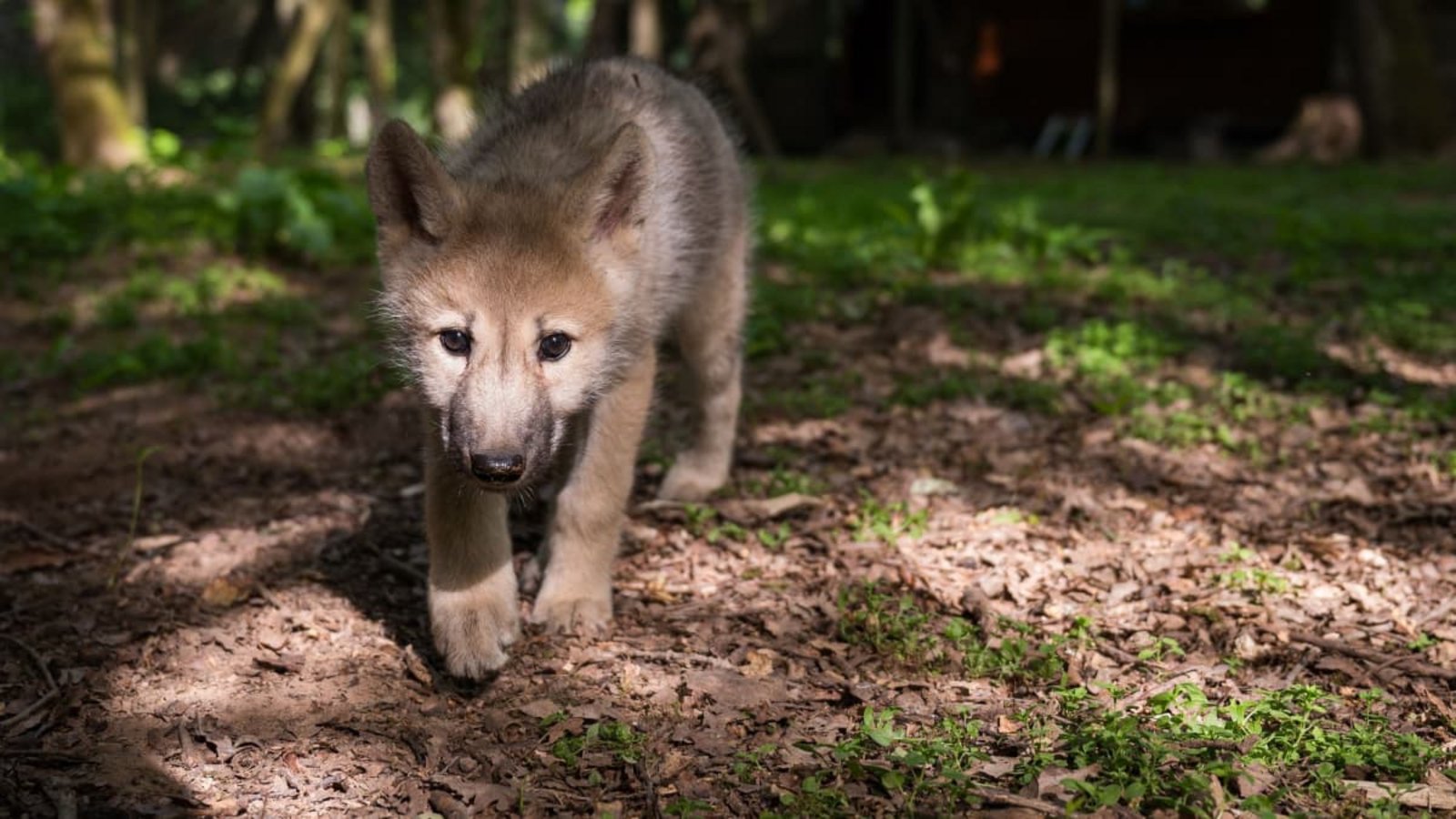 In Baiersbronn wurde ein Wolfswelpe fotografiert (Symbolfoto).Oliver Dietze/dpa In Baiersbronn wurde ein Wolfswelpe fotografiert (Symbolfoto).Oliver Dietze/dpa