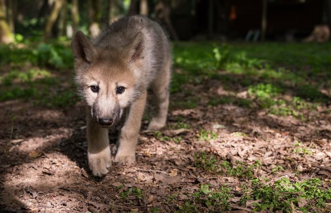 In Baiersbronn wurde ein Wolfswelpe fotografiert (Symbolfoto).<span class='image-autor'>Oliver Dietze/dpa</span>