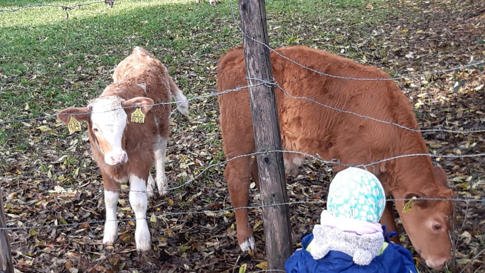 Neugieriger Nachwuchs in Horrheim.  Foto: Kraft-von Hausen
