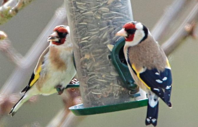 Stieglitz-Pärchen im Gündelbacher Garten. Foto: Schuhmacher