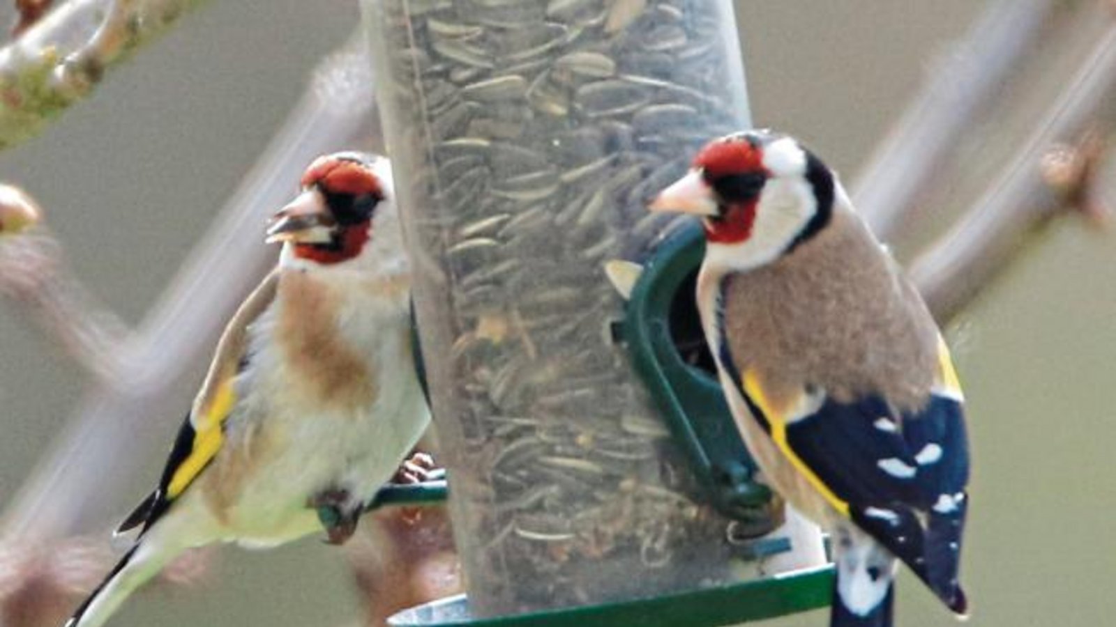 Stieglitz-Pärchen im Gündelbacher Garten. Foto: Schuhmacher