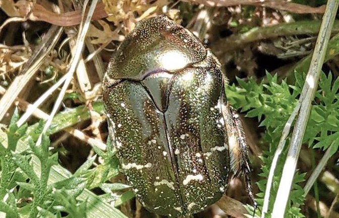 „Das ist vermutlich ein Goldglänzender Rosenkäfer“, erklärt Clara Spielmann aus Gündelbach, die uns das Foto geschickt hat.
