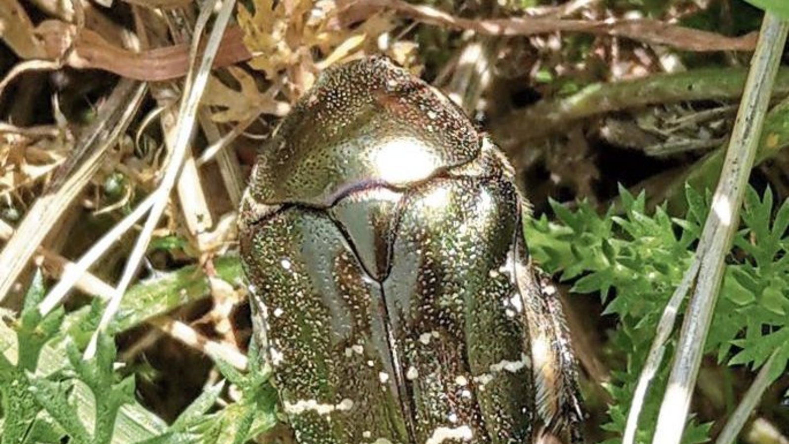 „Das ist vermutlich ein Goldglänzender Rosenkäfer“, erklärt Clara Spielmann aus Gündelbach, die uns das Foto geschickt hat. „Das ist vermutlich ein Goldglänzender Rosenkäfer“, erklärt Clara Spielmann aus Gündelbach, die uns das Foto geschickt hat.