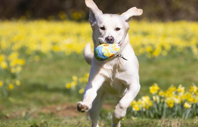 Ein Labrador-Retriever-Mischling rennt über eine Wiese. (Symbolbild)<span class='image-autor'>David Parry/PA Wire/dpa</span>