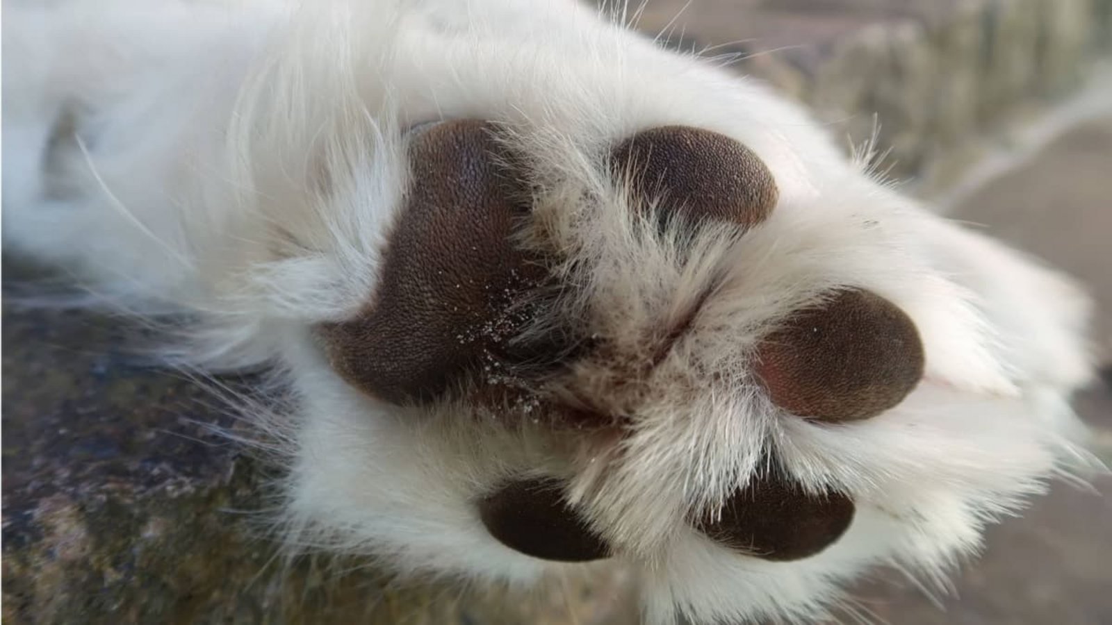 Der einfachste Test komme dabei ganz ohne Thermometer aus. Wenn Sie Ihre Hand nicht mindestens sieben Sekunden auf dem Asphalt halten können, ist der Untergrund auch für Ihren Hund zu heiß.Imago/Shotshop Der einfachste Test komme dabei ganz ohne Thermometer aus. Wenn Sie Ihre Hand nicht mindestens sieben Sekunden auf dem Asphalt halten können, ist der Untergrund auch für Ihren Hund zu heiß.Imago/Shotshop