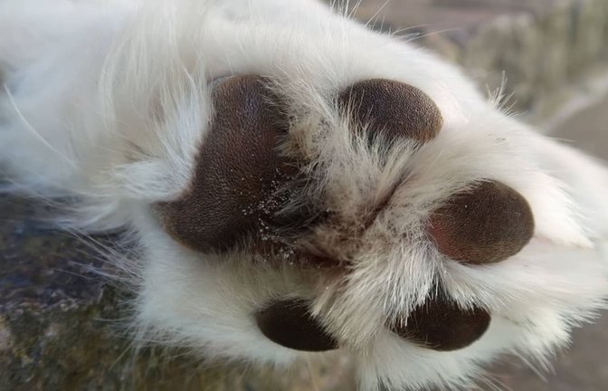 Der einfachste Test komme dabei ganz ohne Thermometer aus. Wenn Sie Ihre Hand nicht mindestens sieben Sekunden auf dem Asphalt halten können, ist der Untergrund auch für Ihren Hund zu heiß.<span class='image-autor'>Imago/Shotshop</span>