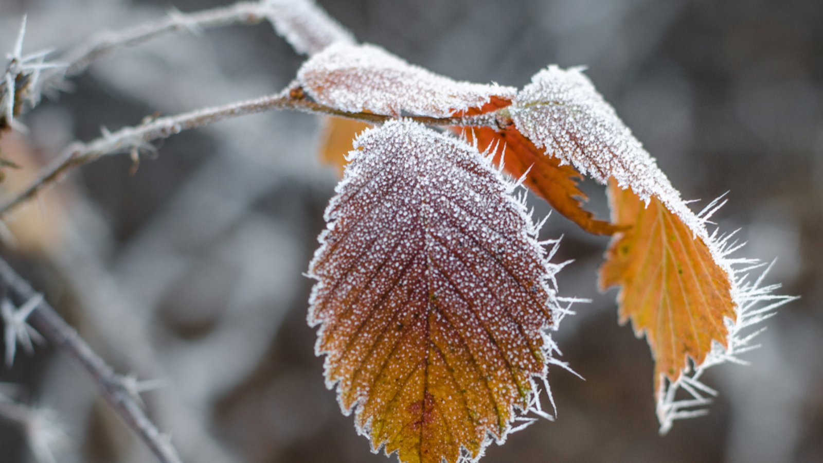 Nächste Woche sinken die Temperaturen wieder.Foto: Anna Light / shutterstock.com Nächste Woche sinken die Temperaturen wieder.Foto: Anna Light / shutterstock.com