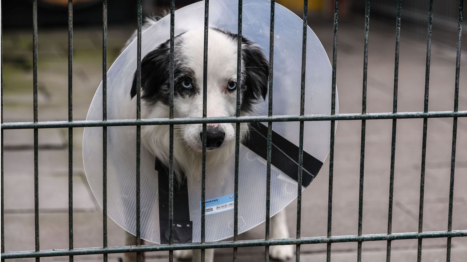 Ein Hund im Tierheim: Der Tierschutzbund möchte klären, ob der Bund das Staatsziel Tierschutz auch finanziell ernst nimmt.Foto: dpa/Oliver Berg Ein Hund im Tierheim: Der Tierschutzbund möchte klären, ob der Bund das Staatsziel Tierschutz auch finanziell ernst nimmt.Foto: dpa/Oliver Berg
