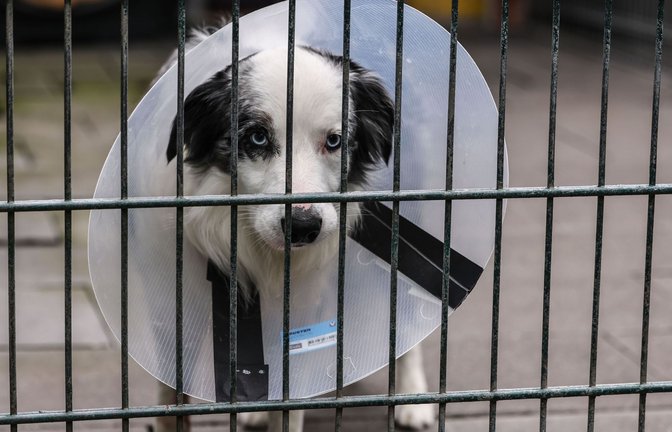 Ein Hund im Tierheim: Der Tierschutzbund möchte klären, ob der Bund das Staatsziel Tierschutz auch finanziell ernst nimmt.<span class='image-autor'>Foto: dpa/Oliver Berg</span>