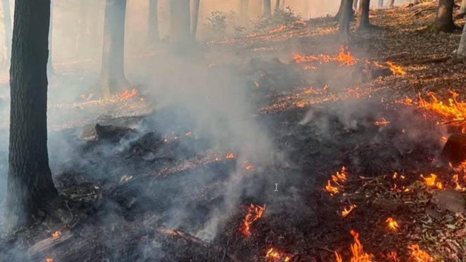 Auf dem ausgetrockneten Boden breiten sich die Flammen aus. Auf dem ausgetrockneten Boden breiten sich die Flammen aus.