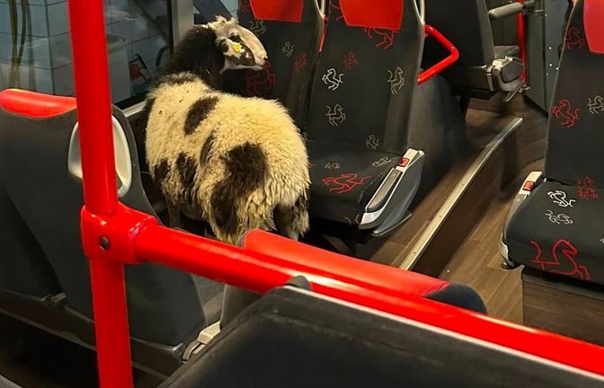 Ein&nbsp;Schaf hat es sich in einem Linienbus im Busdepot zwischen den Sitzen bequem gemacht. Es war zuvor von seinem Zuhause ausgebüxt und zum Betriebshof gelaufen, wo es in einen Linienbus in der Waschhalle einstieg.<span class='image-autor'>Polizei Coesfeld/dpa</span>