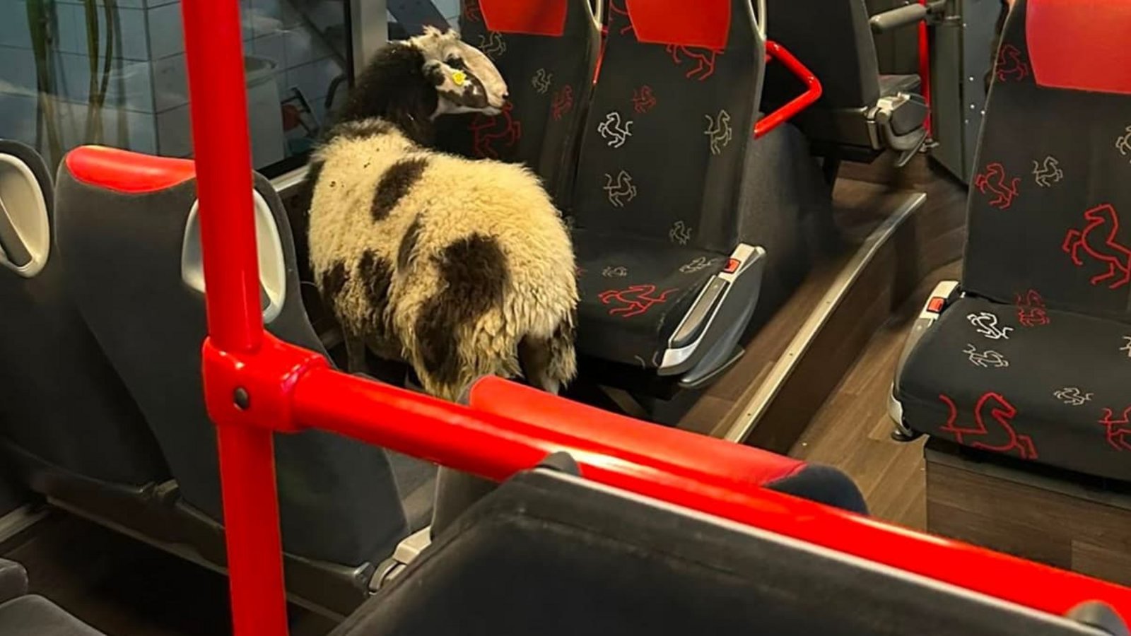 Ein&nbsp;Schaf hat es sich in einem Linienbus im Busdepot zwischen den Sitzen bequem gemacht. Es war zuvor von seinem Zuhause ausgebüxt und zum Betriebshof gelaufen, wo es in einen Linienbus in der Waschhalle einstieg.Polizei Coesfeld/dpa