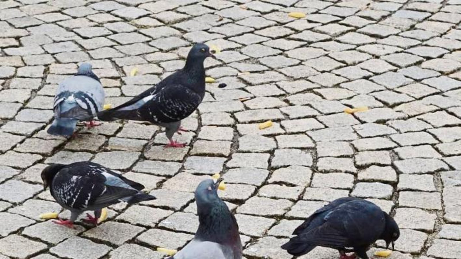Taubenmeldung: „Hey Jungs! Die Pommes-Orgie in Vaihingen läuft.“ Foto: Rücker