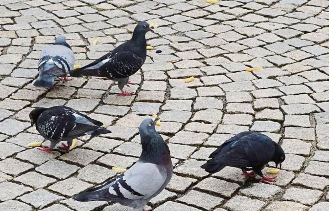 Taubenmeldung: „Hey Jungs! Die Pommes-Orgie in Vaihingen läuft.“ Foto: Rücker