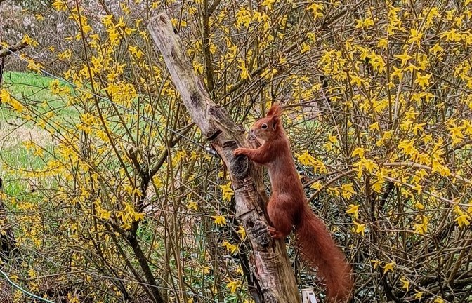 Vermutlich auf dem Weg zum Vogelfutter ist dieses Eichhörnchen gewesen, das unsere Leserin Clara Spielmann in ihrem Garten in Gündelbach fotografiert hat.
