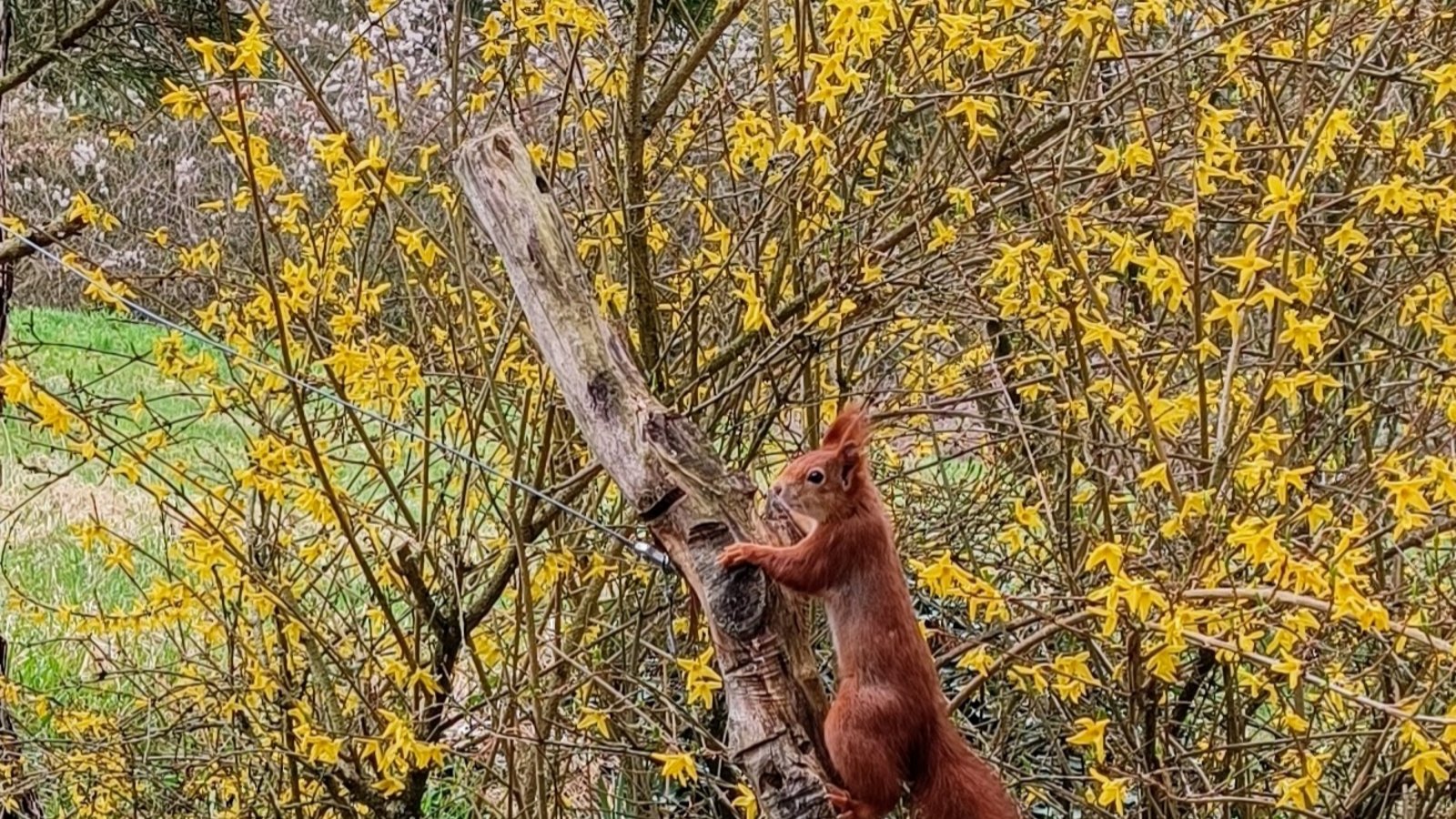 Vermutlich auf dem Weg zum Vogelfutter ist dieses Eichhörnchen gewesen, das unsere Leserin Clara Spielmann in ihrem Garten in Gündelbach fotografiert hat.