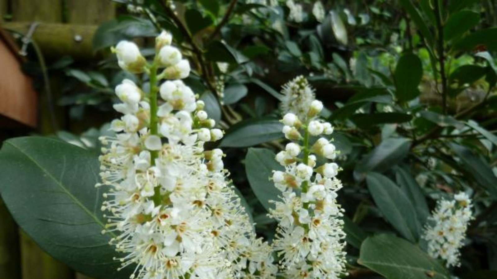Die Lorbeerkirsche mit ihren hübschen Blüten. Foto: Rücker Die Lorbeerkirsche mit ihren hübschen Blüten. Foto: Rücker