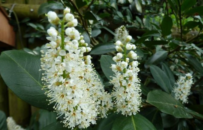 Die Lorbeerkirsche mit ihren hübschen Blüten. Foto: Rücker