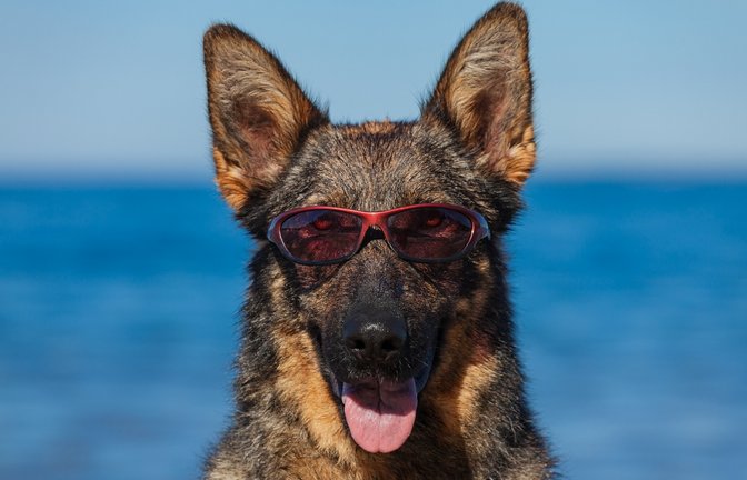 Auch für Hunde ist Sonnenschutz wichtig.<span class='image-autor'>Foto: Nikolai Tsvetkov / shutterstock.com</span>