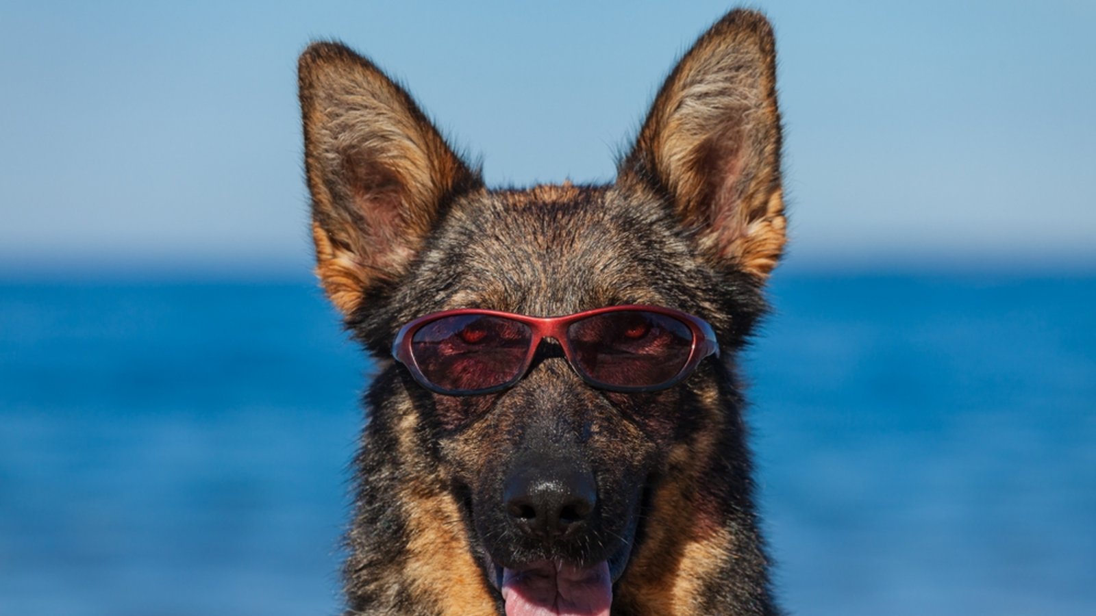Auch für Hunde ist Sonnenschutz wichtig.Foto: Nikolai Tsvetkov / shutterstock.com Auch für Hunde ist Sonnenschutz wichtig.Foto: Nikolai Tsvetkov / shutterstock.com