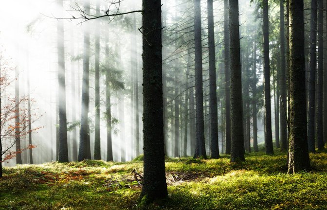 Fichtenwald im Morgennebel bei Hinterzarten im Schwarzwald.<span class='image-autor'>Foto: Imago/Imagebroker</span>