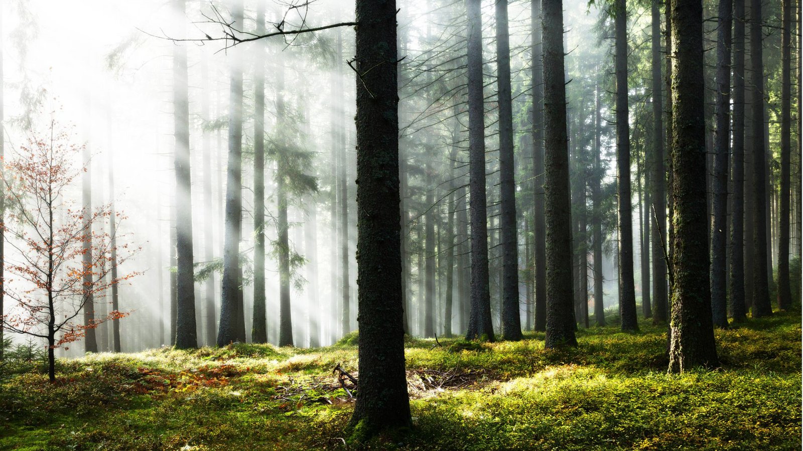Fichtenwald im Morgennebel bei Hinterzarten im Schwarzwald.Foto: Imago/Imagebroker Fichtenwald im Morgennebel bei Hinterzarten im Schwarzwald.Foto: Imago/Imagebroker