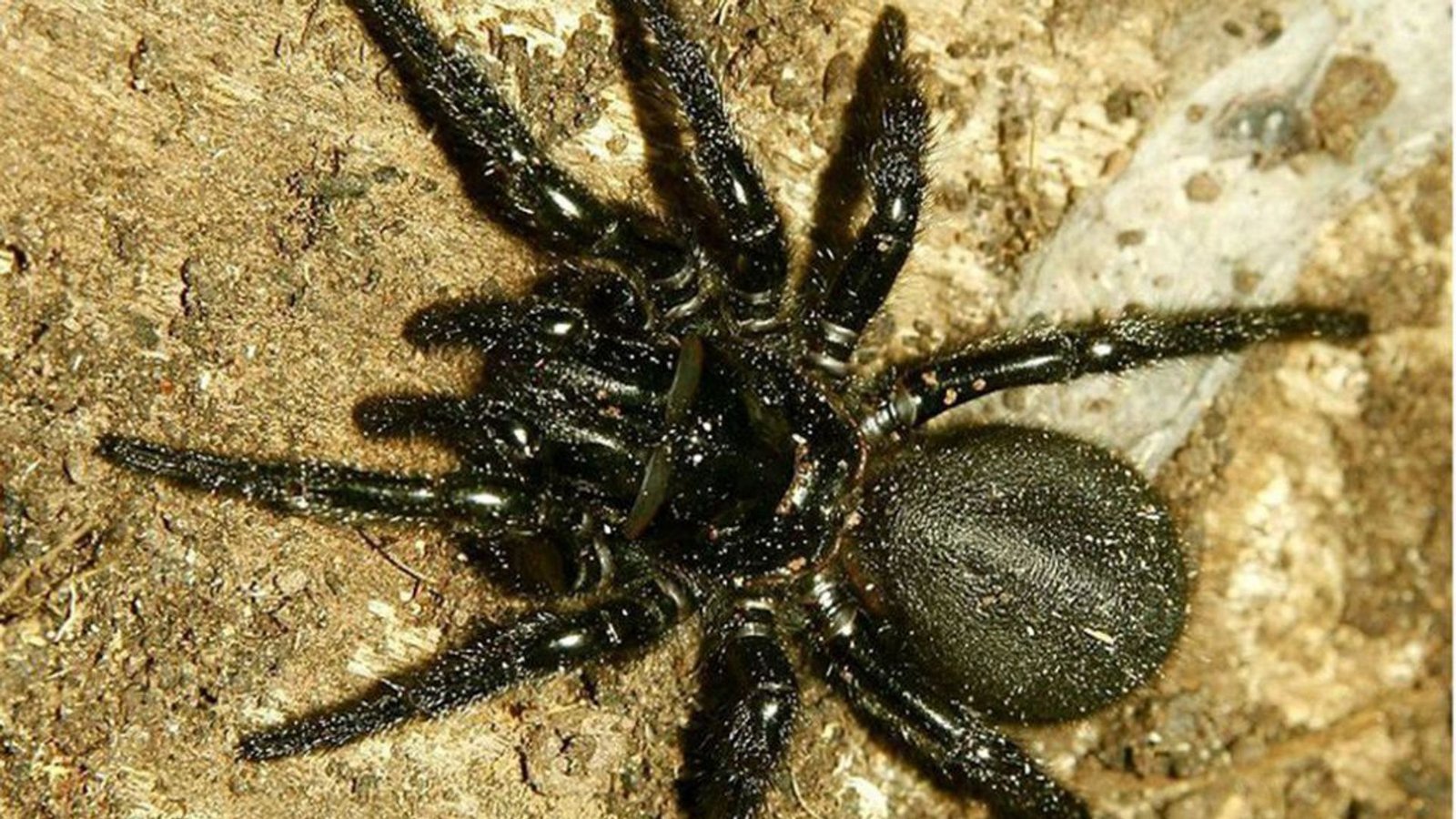 Sydney-Trichternetzspinne (Atrax robustus): Sie ist die gefährlichste Spinne der Welt. Ein Biss des in Australien vorkommenden Krabbeltieres führt zu schweren Nervenschäden und zum Tod. Das Gift lähmt die Muskulatur und Atmung. Erreicht es das Herz, ist es für jede Hilfe zu spät.Foto: Wikipedia commons/Londoloz Sydney-Trichternetzspinne (Atrax robustus): Sie ist die gefährlichste Spinne der Welt. Ein Biss des in Australien vorkommenden Krabbeltieres führt zu schweren Nervenschäden und zum Tod. Das Gift lähmt die Muskulatur und Atmung. Erreicht es das Herz, ist es für jede Hilfe zu spät.Foto: Wikipedia commons/Londoloz