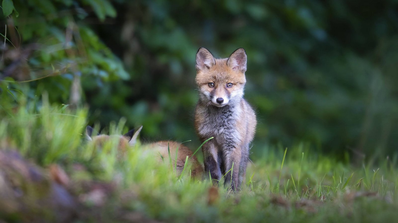 Ein Polizist hat in Freiburg einen hilfsbedürftigen Fuchs gerettet (Symbolbild).Foto: IMAGO/imagebroker//Manuel Bärtschi