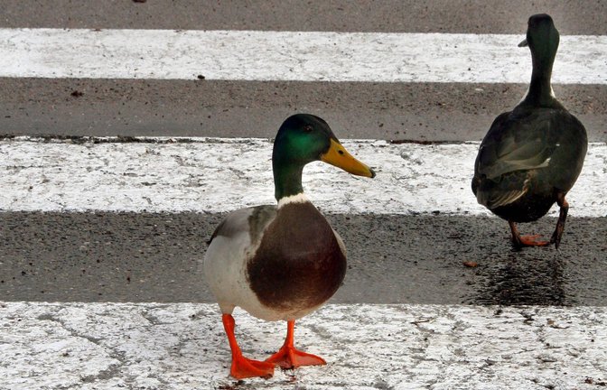 Auch tierischen Zweibeinern kann der Zebrastreifen helfen, sicher über die Straße zu kommen.<span class='image-autor'>Foto: imago stock&people/imago stock&people</span>