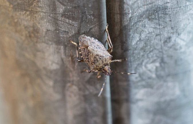 Erfahren Sie, was die Ursachen für Stinkwanzen in der Wohnung sind und wie Sie die Wanzen wieder loswerden.<span class='image-autor'>Foto: Bosko / Shutterstock.com</span>