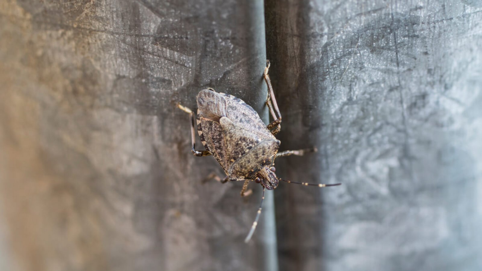 Erfahren Sie, was die Ursachen für Stinkwanzen in der Wohnung sind und wie Sie die Wanzen wieder loswerden.Foto: Bosko / Shutterstock.com Erfahren Sie, was die Ursachen für Stinkwanzen in der Wohnung sind und wie Sie die Wanzen wieder loswerden.Foto: Bosko / Shutterstock.com