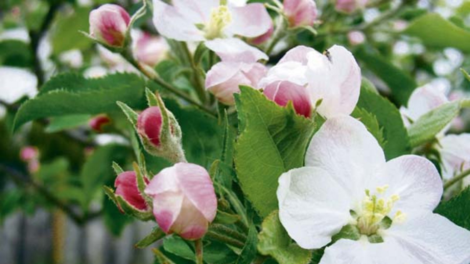 Nicht nur schön, sondern auch vielsagend: die Apfelblüte. Foto: Rücker Nicht nur schön, sondern auch vielsagend: die Apfelblüte. Foto: Rücker