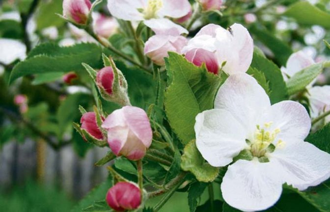 Nicht nur schön, sondern auch vielsagend: die Apfelblüte. Foto: Rücker