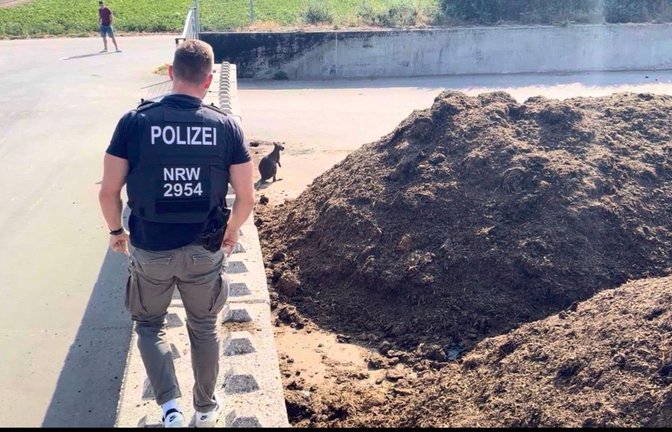 Ein Polizist blickt auf ein Känguru. Das  umherlaufendes Känguru hat in Brüggen am Niederhein einen Einsatz von Polizei, Ordungsamt und Feuerwehr ausgelöst. (zu dpa: «Känguru-Tragödie am Niederrhein»)<span class='image-autor'>Jan Müller/dpa</span>